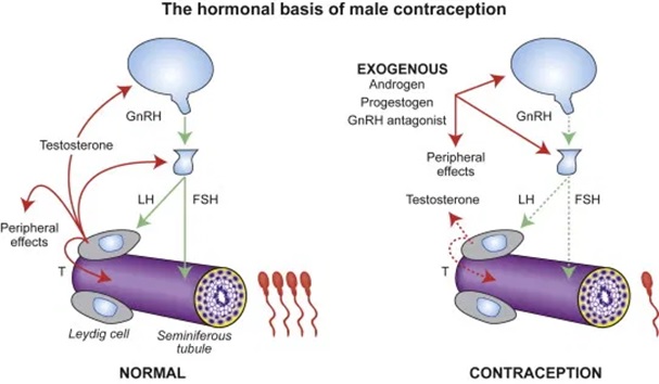 Hormonal Basis of Male Contraception