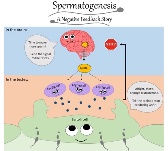 N F in Spermatogenesis