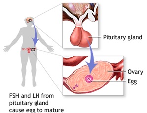 GnRH in Pituitary