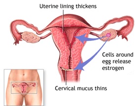 Ovarian & Uterine Growth